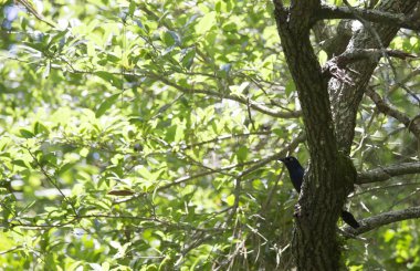 Grackle kuş orman dal üzerinde tünemiş
