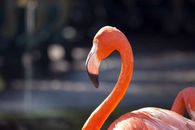 Flamingo bir gölet
