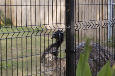 Bir çit içinde EMU