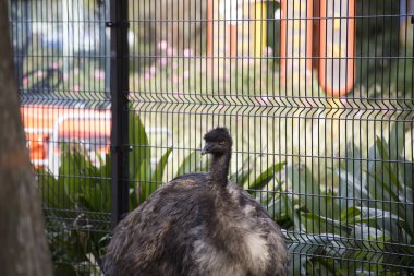 Bir çit içinde EMU