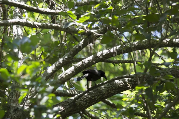 Gloed Grackle vogel zat op een tak van de Forest — Stockfoto