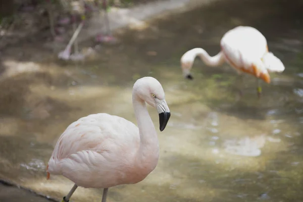 Nahaufnahme von Flamingo — Stockfoto