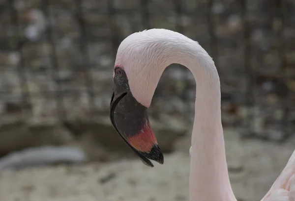 Extreme Nahaufnahme von Flamingo — Stockfoto