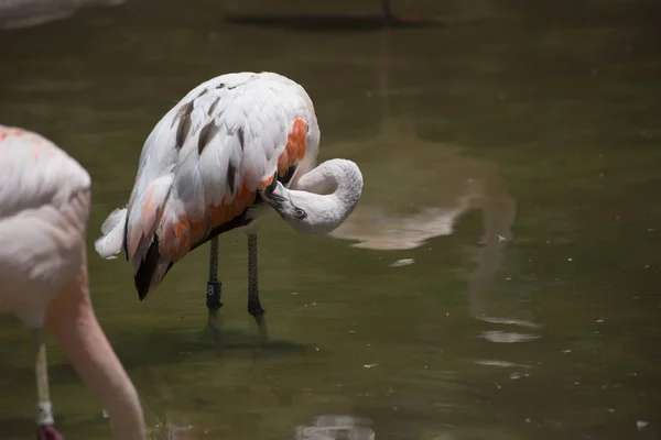 Flamingopflege in einem Teich — Stockfoto