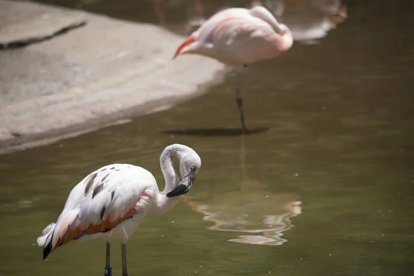 Flamingos pflegen in einem Teich — Stockfoto