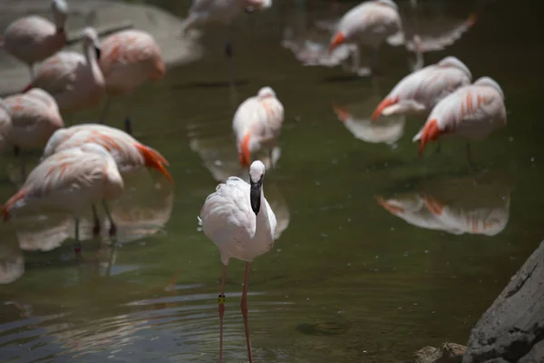 Flamingos im Schwarm — Stockfoto