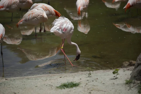 Flamingos an einem Teich — Stockfoto