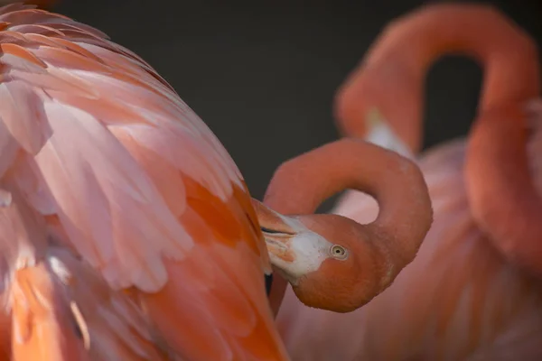 En Flamingo Grooming — Stockfoto