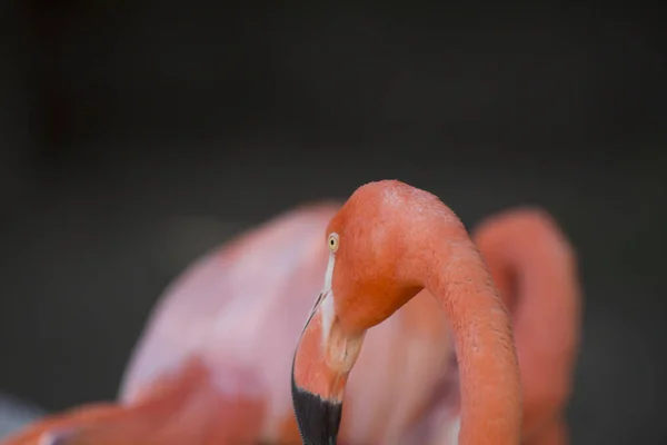 Flamingo an einem Teich — Stockfoto