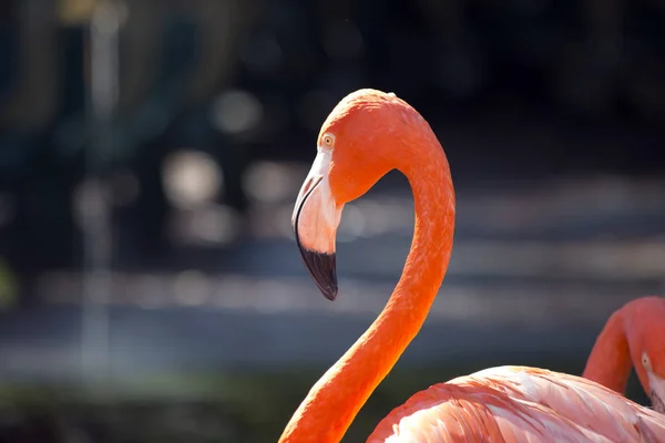 Flamingo σε μια λιμνούλα — Φωτογραφία Αρχείου