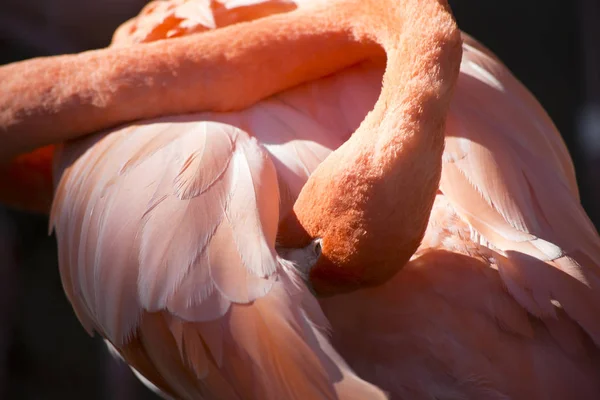Eine Flamingopflege — Stockfoto