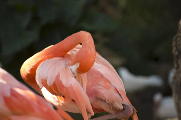 Eine Flamingopflege — Stockfoto