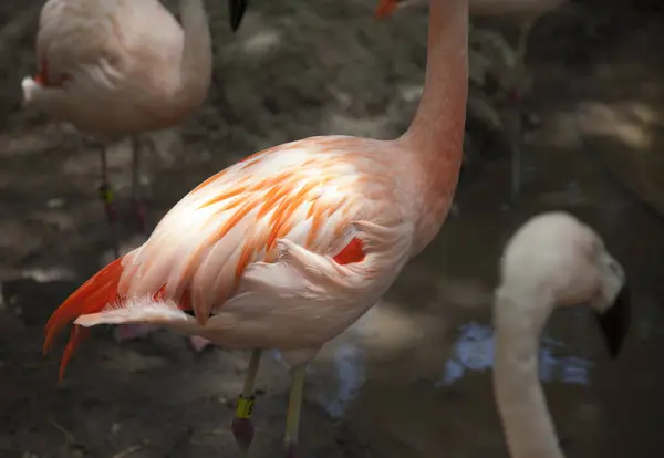 Flamingo an einem Teich — Stockfoto