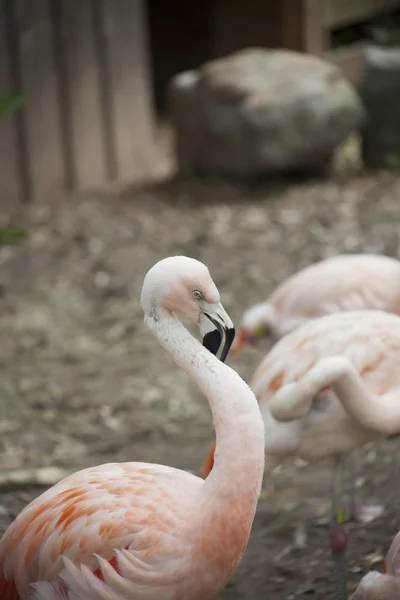 Einzelner langweiliger Flamingo — Stockfoto