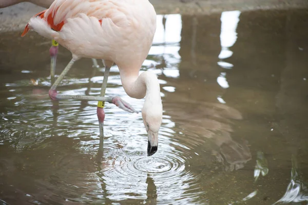 Nahaufnahme des Flamingo-Trinkens — Stockfoto