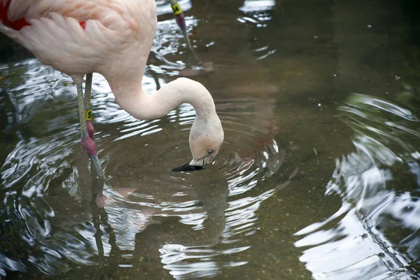 Närbild på en Flamingo dricka — Stockfoto