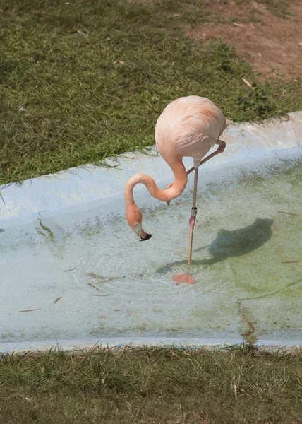 Nahaufnahme eines trinkenden Flamingos — Stockfoto