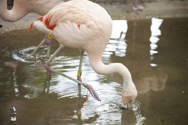 Nahaufnahme eines trinkenden Flamingos — Stockfoto