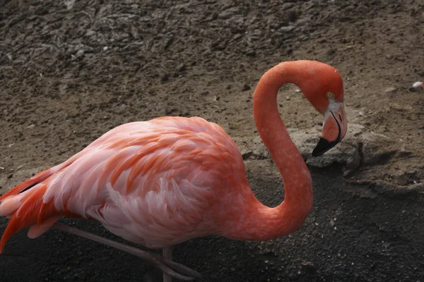 Flamingo an einem Teich — Stockfoto