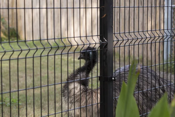 Bir çit içinde EMU