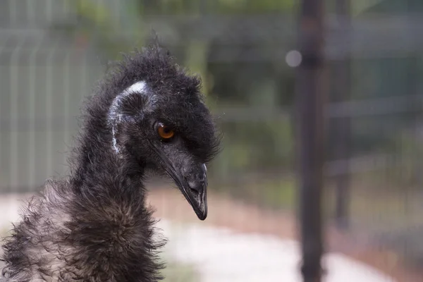 Primer plano del emu —  Fotos de Stock