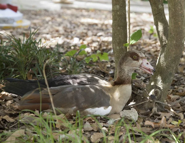 Egyptian Goose (Alopochen aegyptiacus) — Stock Photo, Image