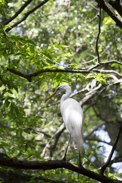 Grande egret na árvore — Fotografia de Stock