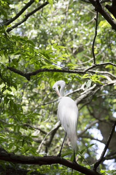 Grande Egret aliciamento — Fotografia de Stock