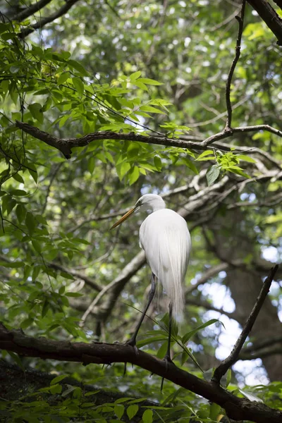 Grande egret na árvore — Fotografia de Stock