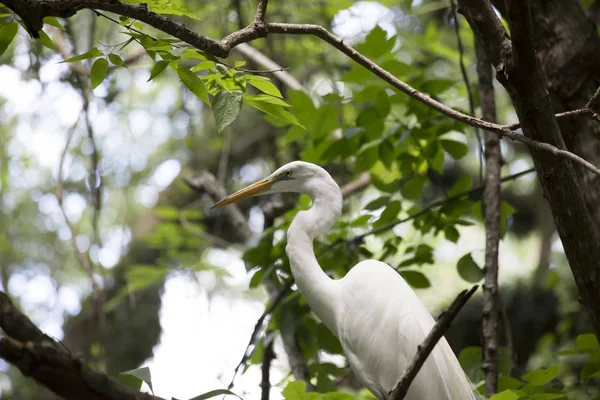 Maestoso Grande Egret — Foto Stock