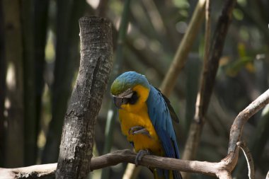 Mavi ve Sarı Macaw