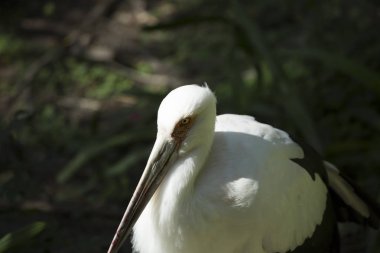 Maguari leylek yakın çekim 