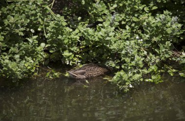 Yeşilbaş ördek tavuk