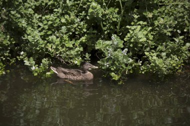 Yeşilbaş ördek tavuk