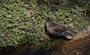 Yeşilbaş ördek tavuk