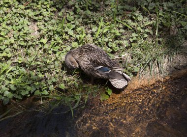 Yeşilbaş ördek tavuk