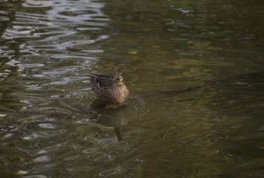 Yaban ördeği tavuk bir havuzda