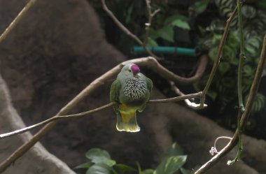 Mariana meyve Dove (Ptilinopus roseicapilla)