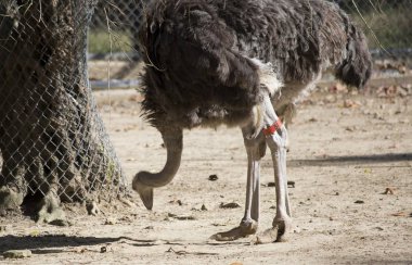 Devekuşu yakın çekim
