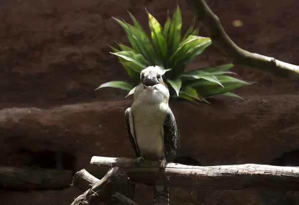 Gewone kookaburra Vogel lachen — Stockfoto