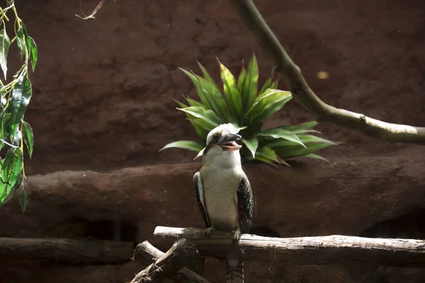 Gewone kookaburra Vogel lachen — Stockfoto