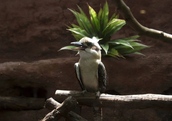 Gewone kookaburra Vogel lachen — Stockfoto