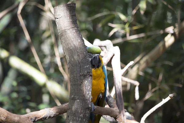 Macaw se cachant derrière un arbre — Photo