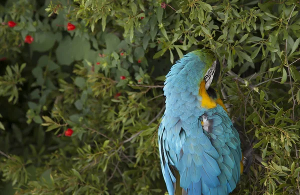Papoušek, jíst bobule — Stock fotografie