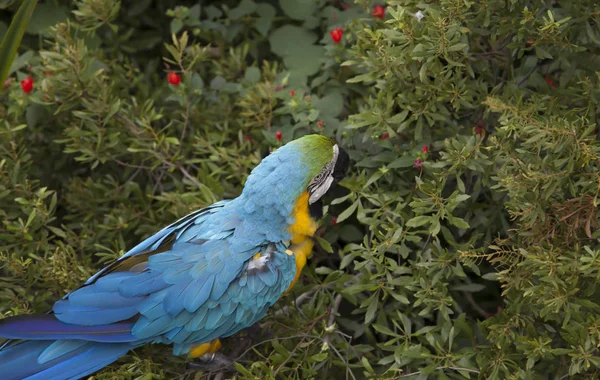 吃浆果的金刚鹦鹉 — 图库照片