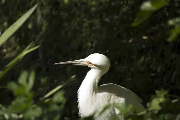 Gros plan de la cigogne maguari — Photo