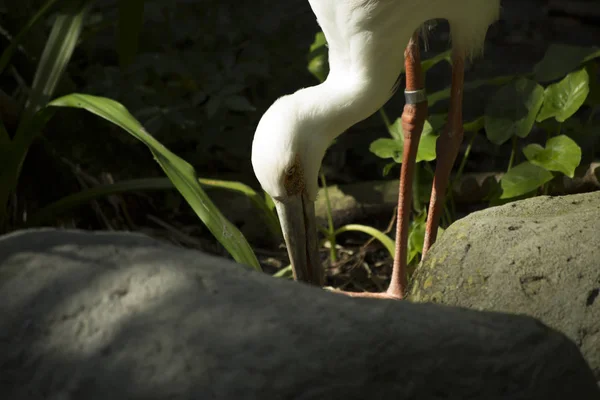 Close-Up de Maguari Stork — Fotografia de Stock