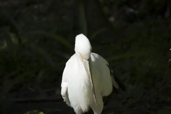 Close-Up de Maguari Stork — Fotografia de Stock