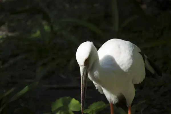 Gros plan de la cigogne maguari — Photo