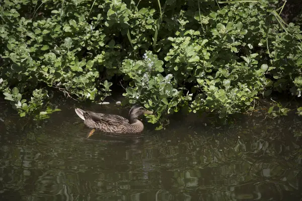 Κότα πάπια Mallard — Φωτογραφία Αρχείου